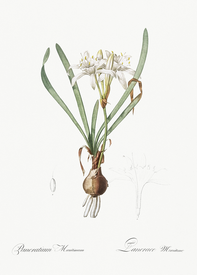 Sea Daffodil Illustration