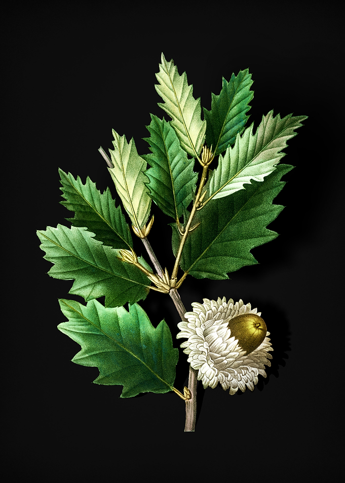 Vintage Valonia Oak