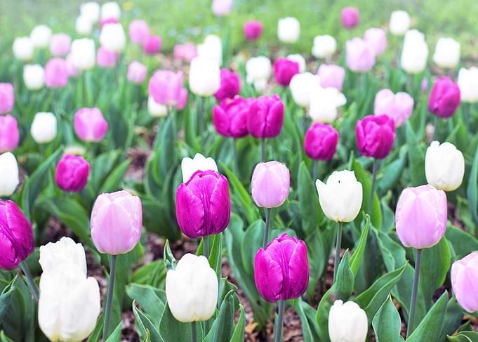 Pink White Lilac Tulips