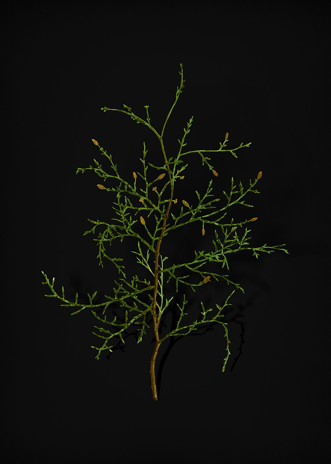 Vintage Sictus Tree