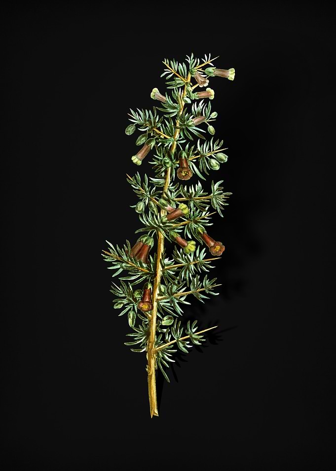 Vintage Kraal Honey Thorn