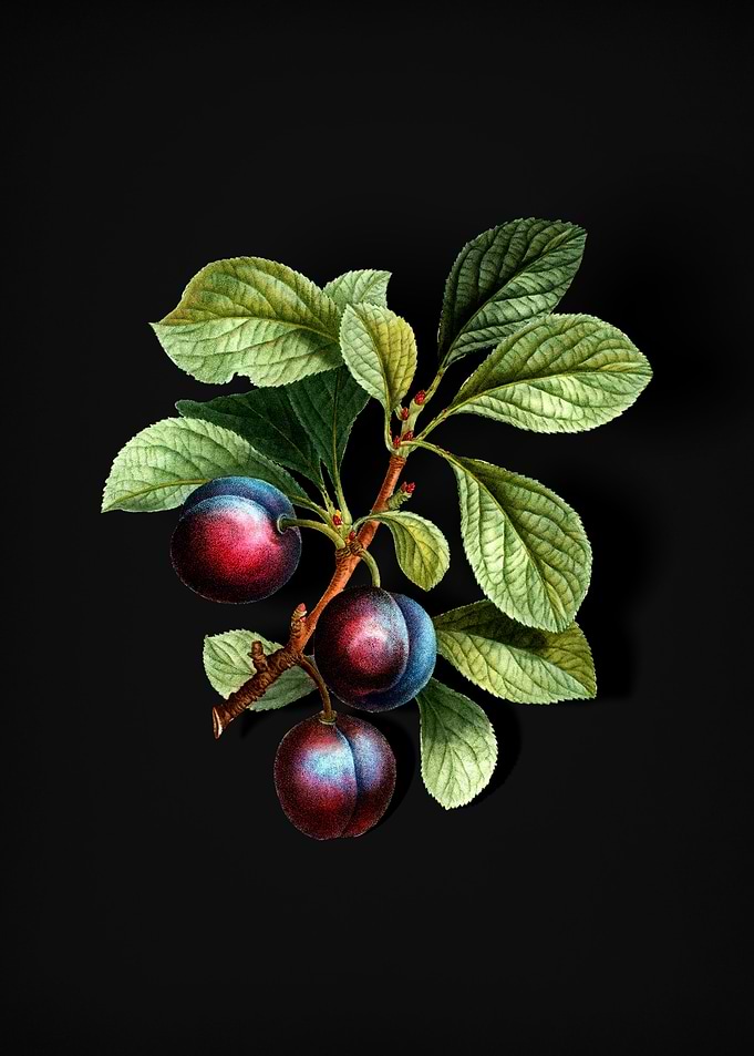 Vintage Cherry Plum