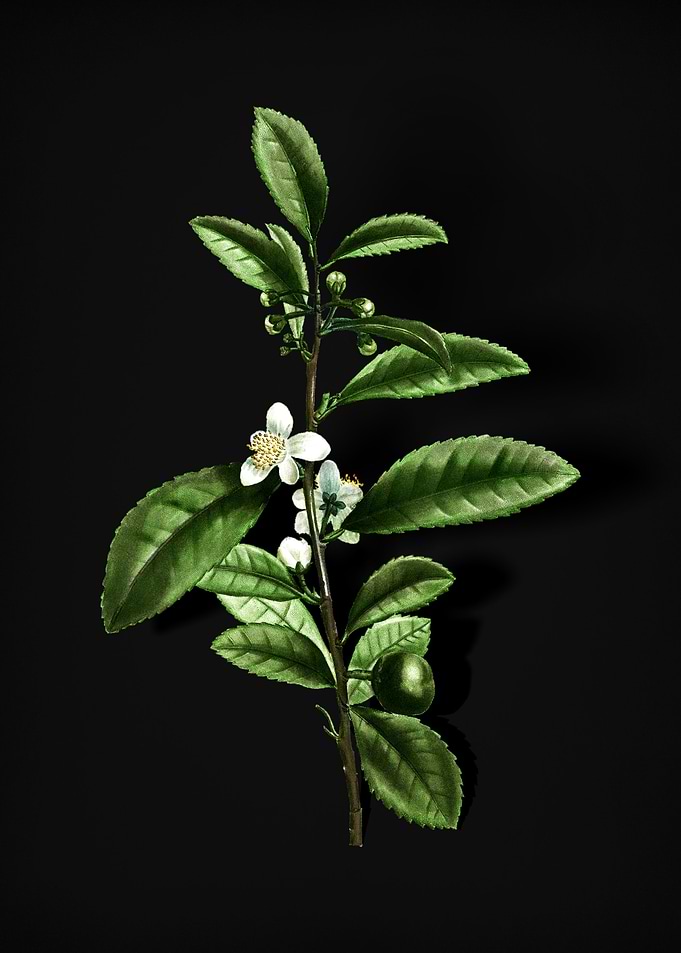 Vintage Tea Tree