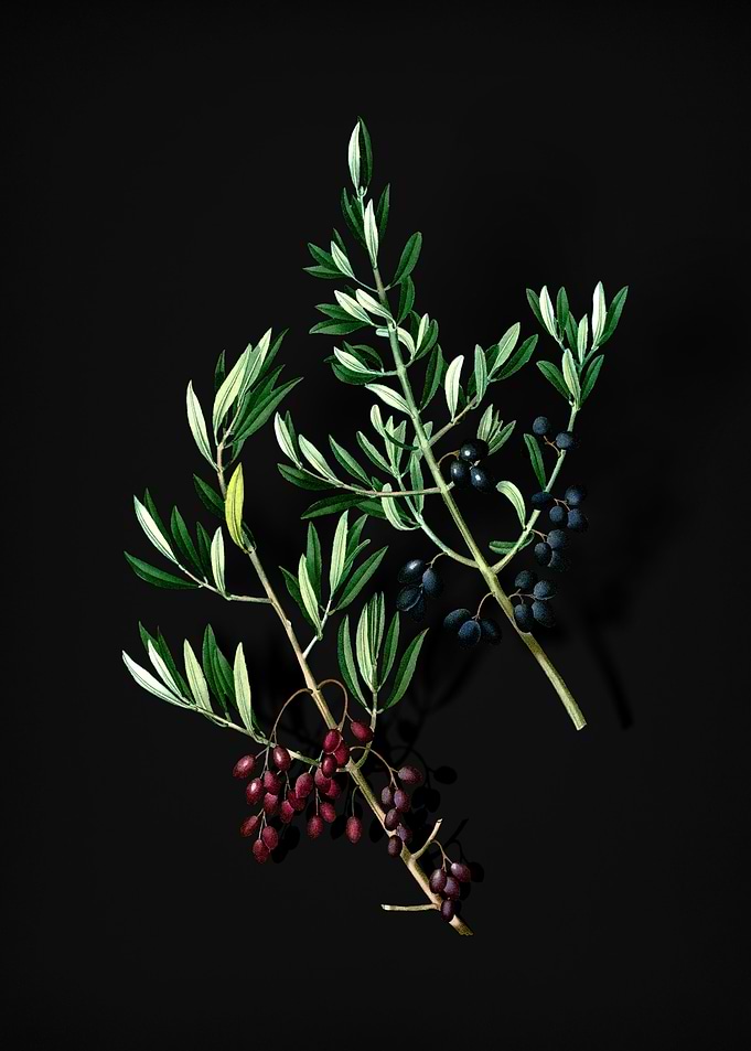 Vintage Wild Olive