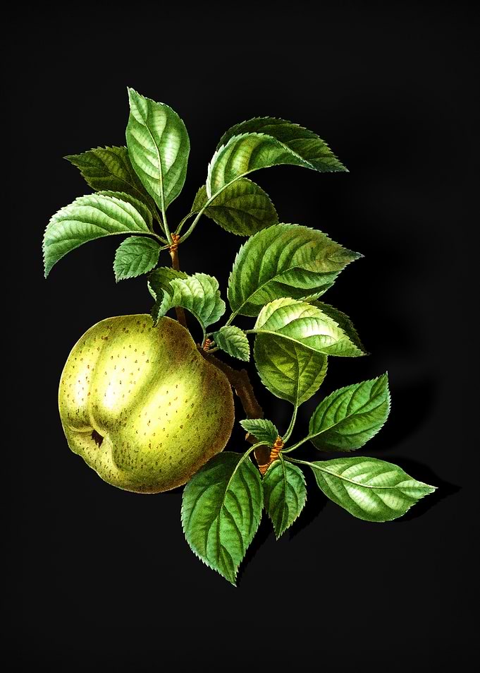 Vintage Apple