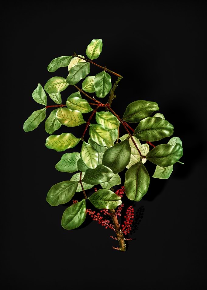 Vintage Carob Tree