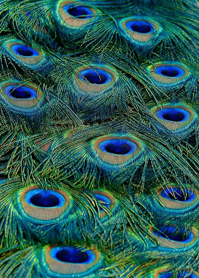 father Peacock colorposter