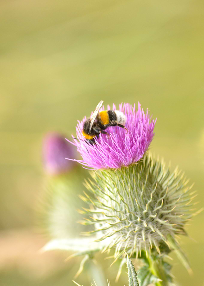 Bee
