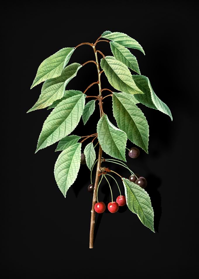 Vintage Wild Cherry