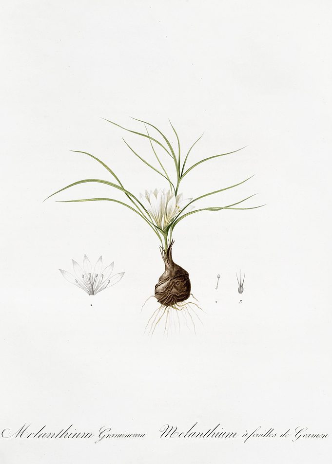 Melanthium Gramineum Illus