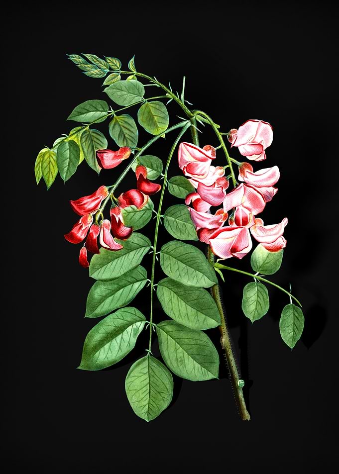 Robinier Rose Bloom