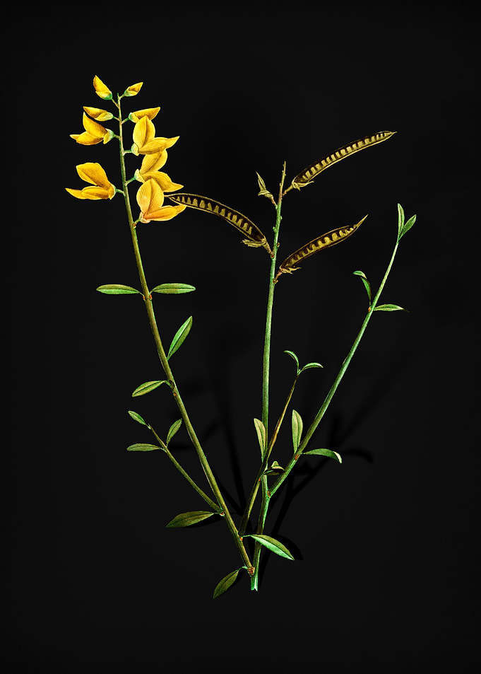 Vintage Spanish Broom