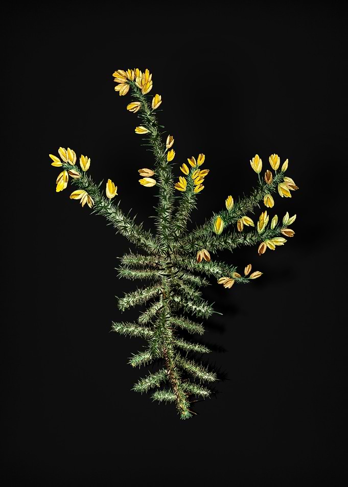 Yellow Gorse Flower
