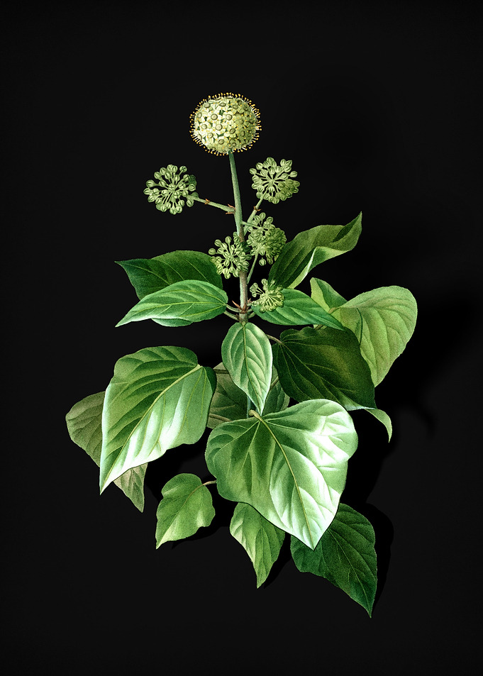 Vintage Common Ivy