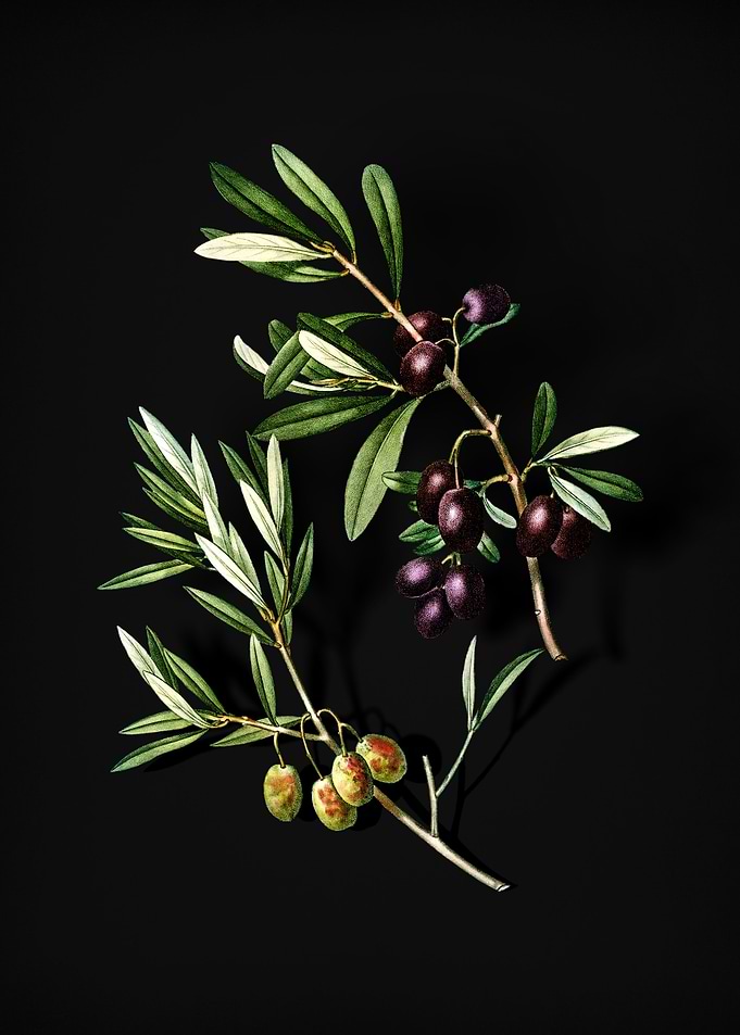 Vintage Olive