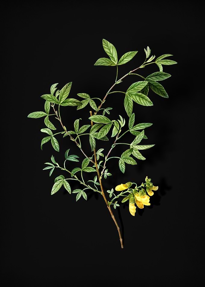 Stinking Bean Trefoil