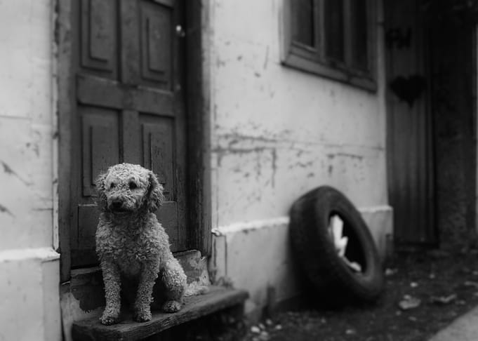 Black and white dog