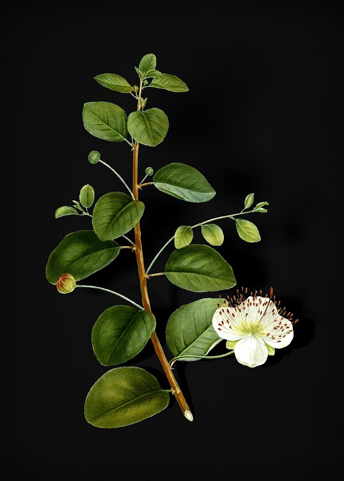 Vintage Caper Plant