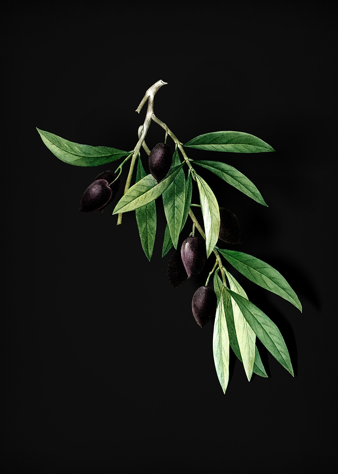 Vintage Olive Tree Branch
