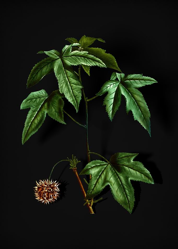 American Sweetgum