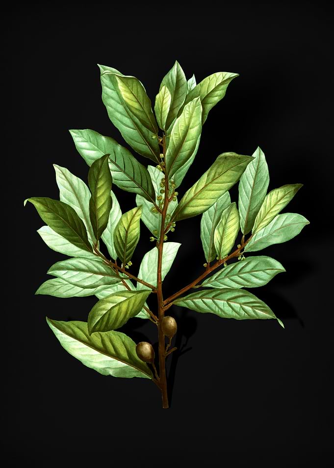 Vintage Bay Laurel