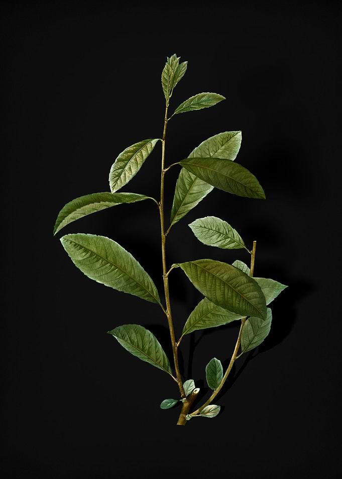 Vintage Grey Willow