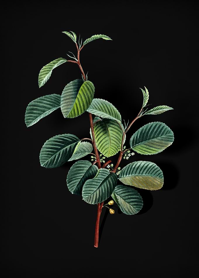 Alpine Buckthorn Plant