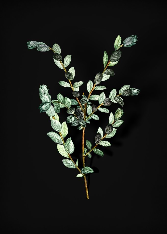 Vintage Creeping Willow