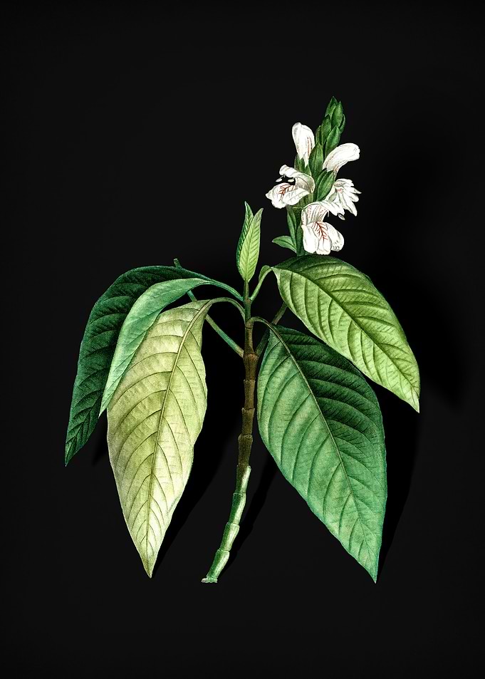 Vintage Malabar Nut