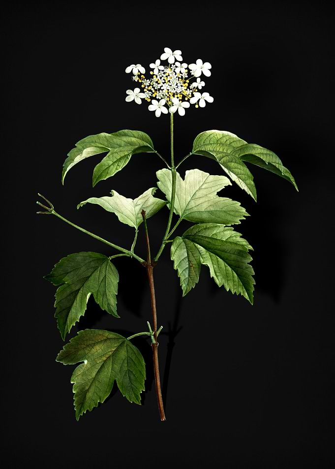 Vintage Guelder Rose