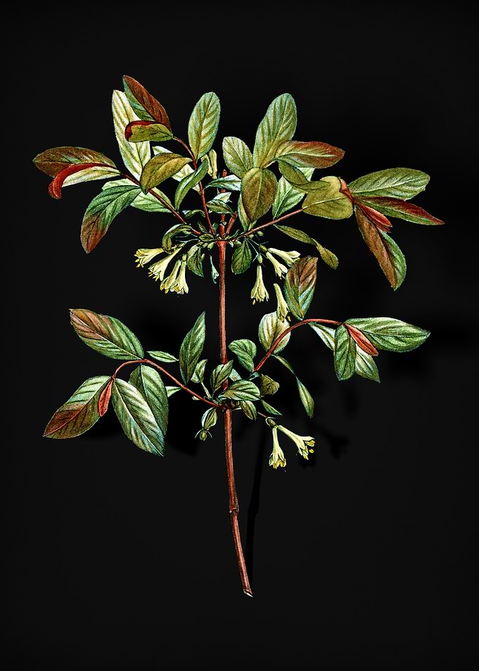 Blooming Honeyberry Flower