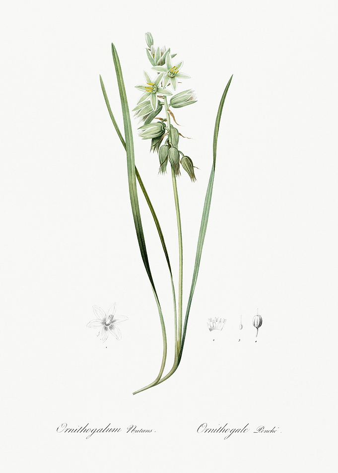 Drooping StarOfBethlehem I
