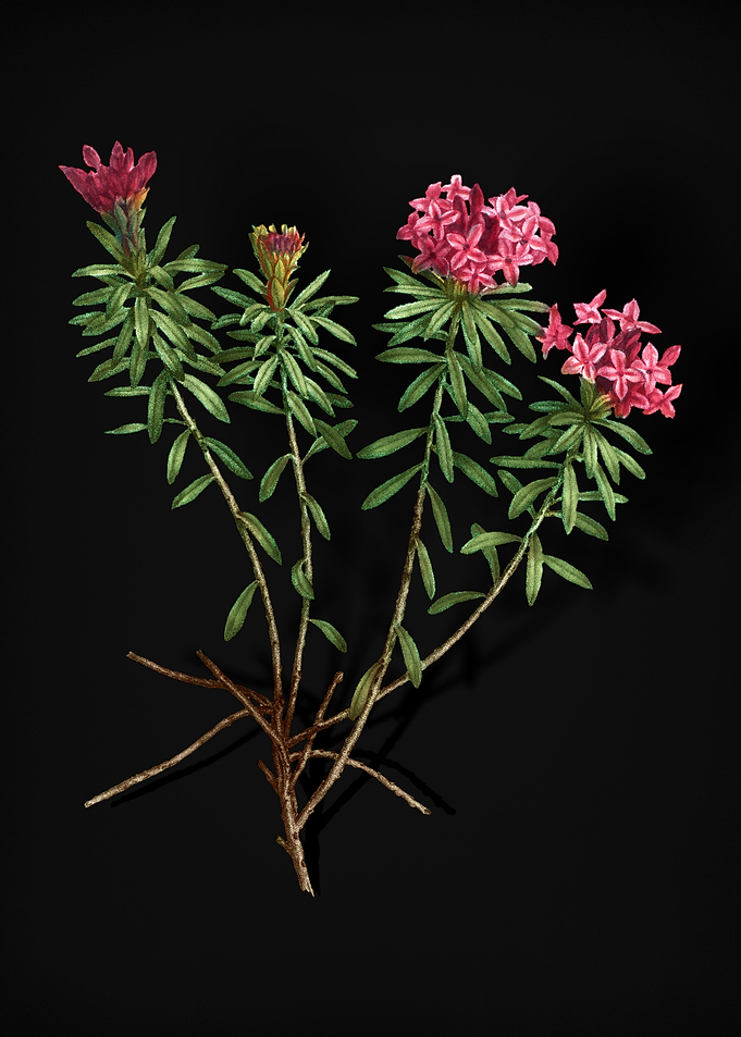 Blooming Garland Flowers