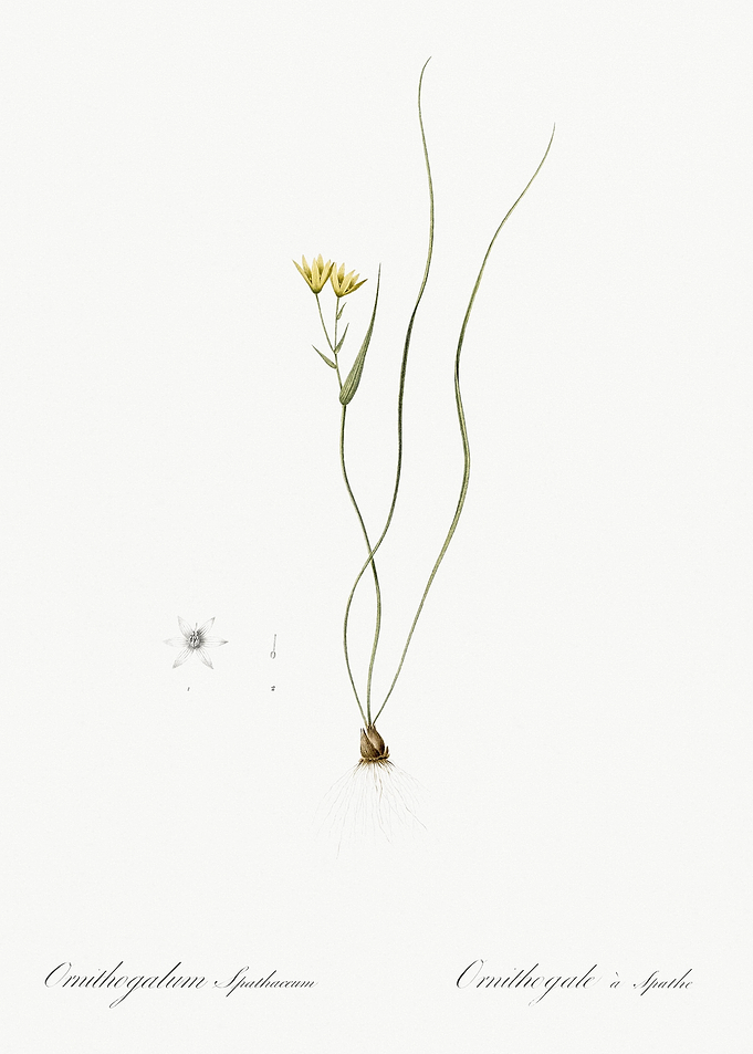 Ornithogalum Spathaceum Il