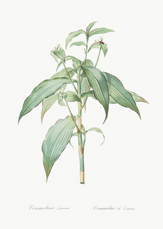 Commelina Zanonia Illustra