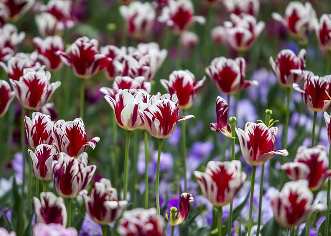 Red And White Tulips