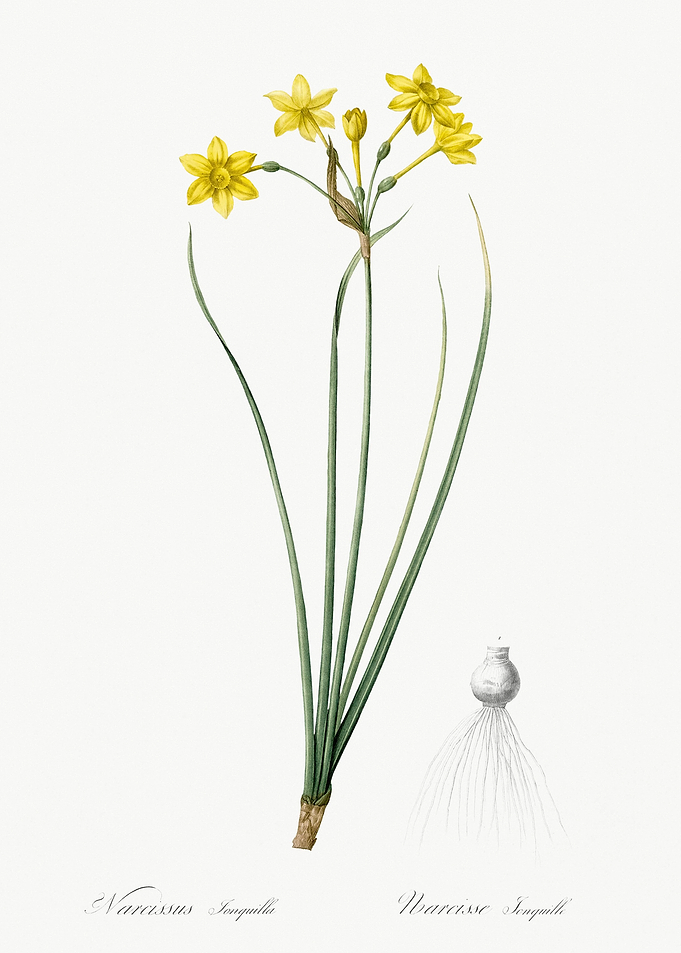 Rush Daffodil Illustration