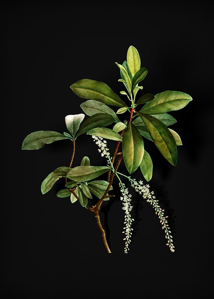 Vintage Swamp Titi Leaves