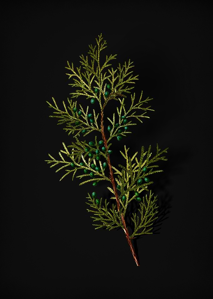 Vintage Virginian Juniper