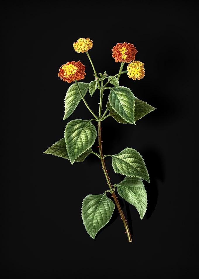 Vintage Tickberry