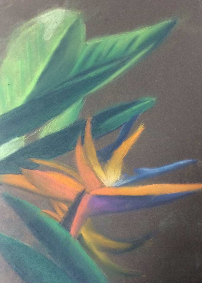 Bird of paradise