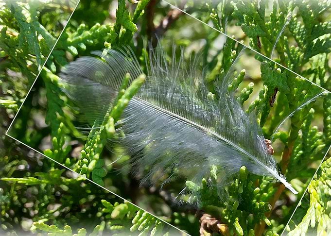 A stray feather