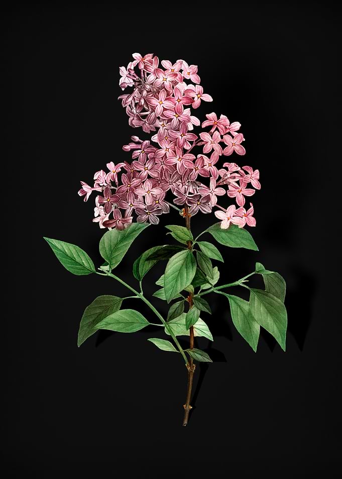 Vintage Chinese Lilac