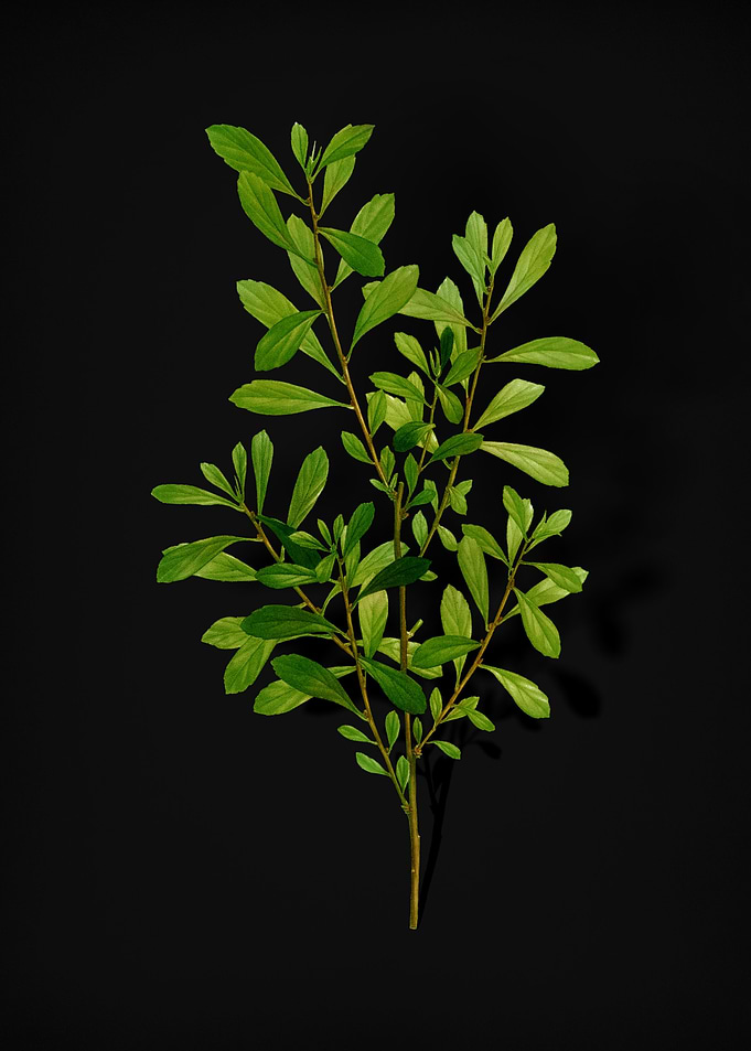 Vintage Bog Myrtle