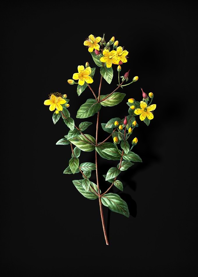 Vintage Stinking Tutsan