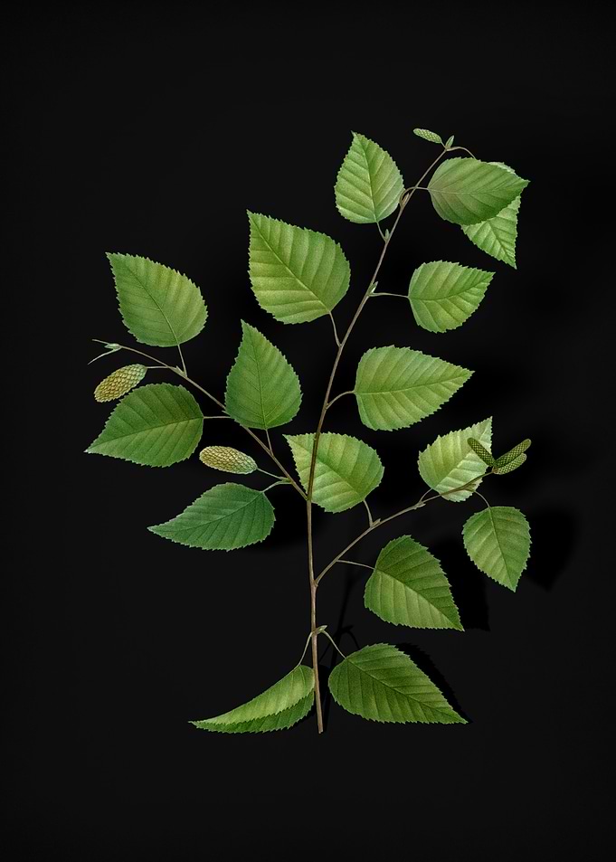 Vintage Paper Birch