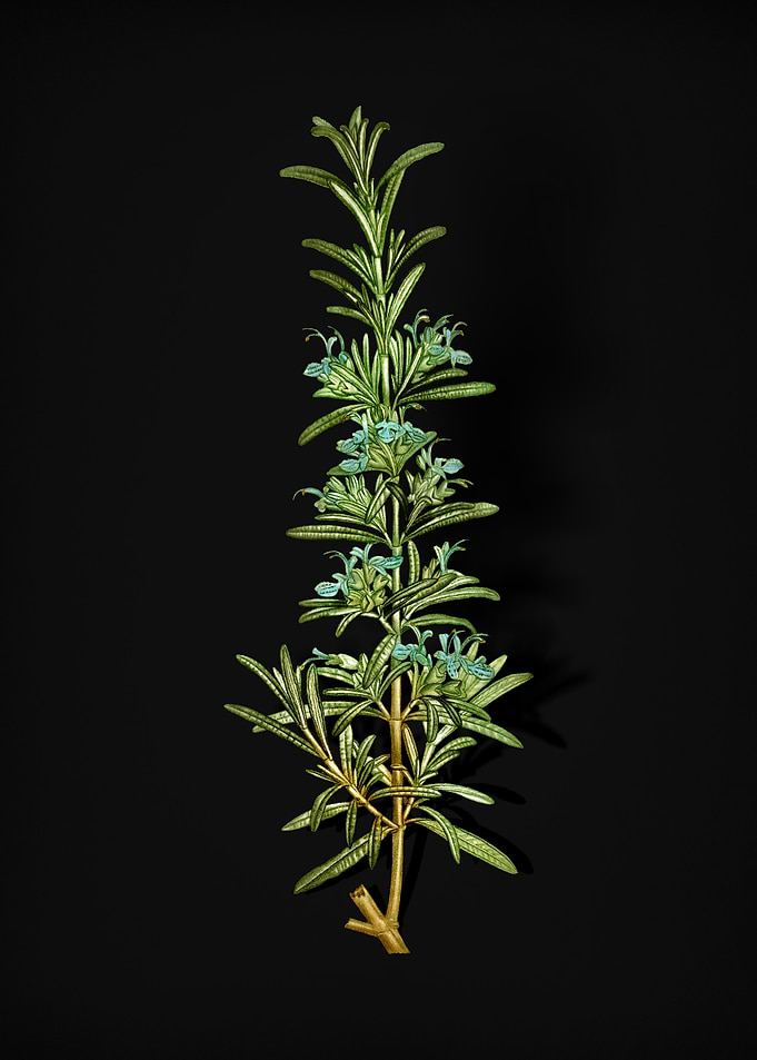 Vintage Rosemary