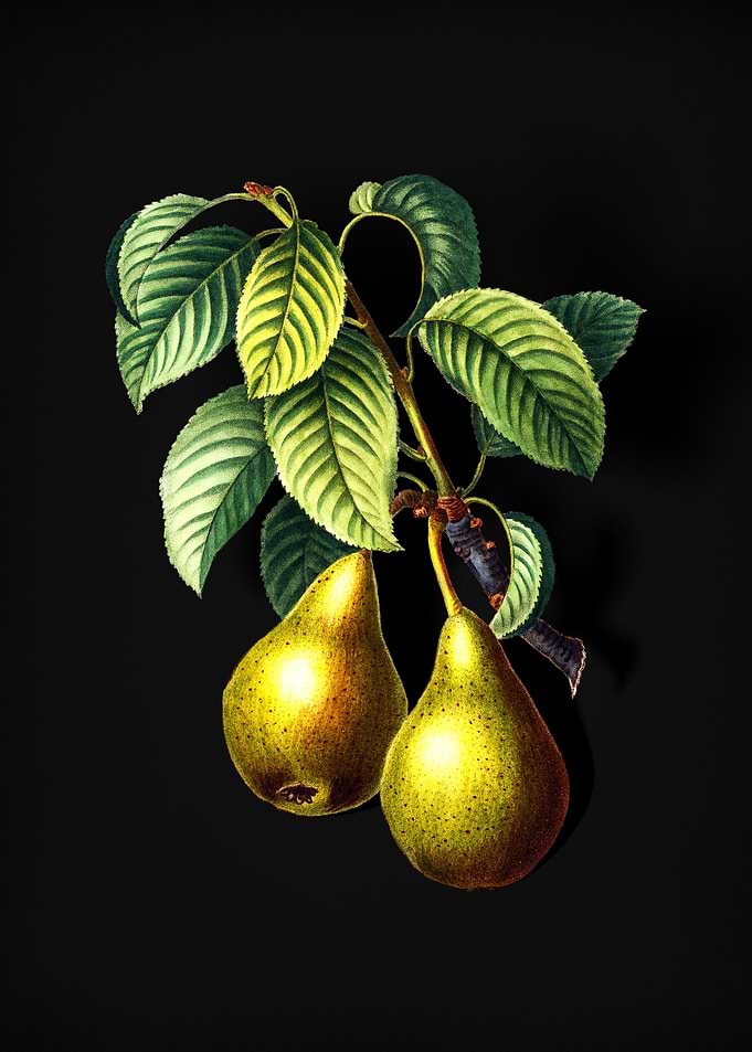 Vintage Pear