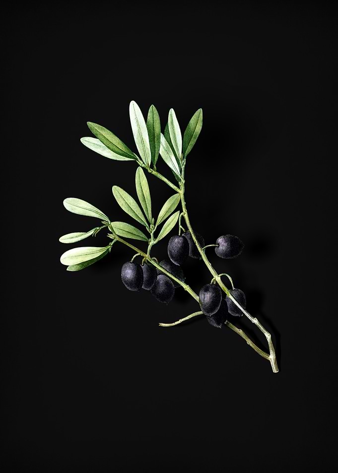 Vintage Olive Tree Branch
