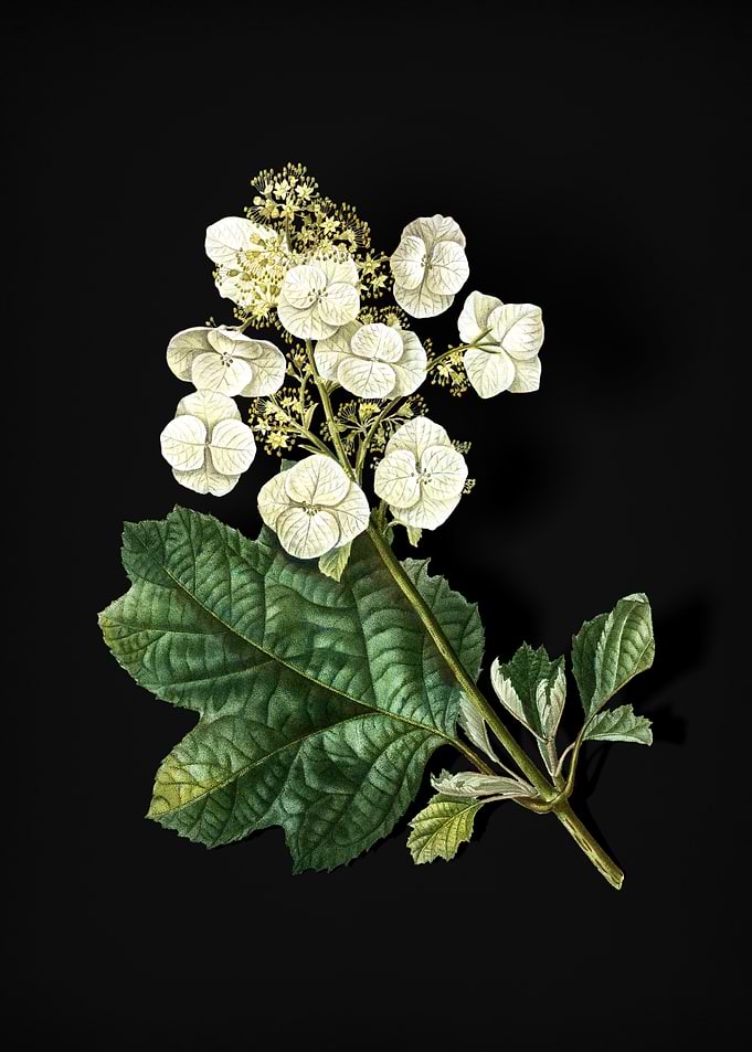 Vintage Oakleaf Hydrangea